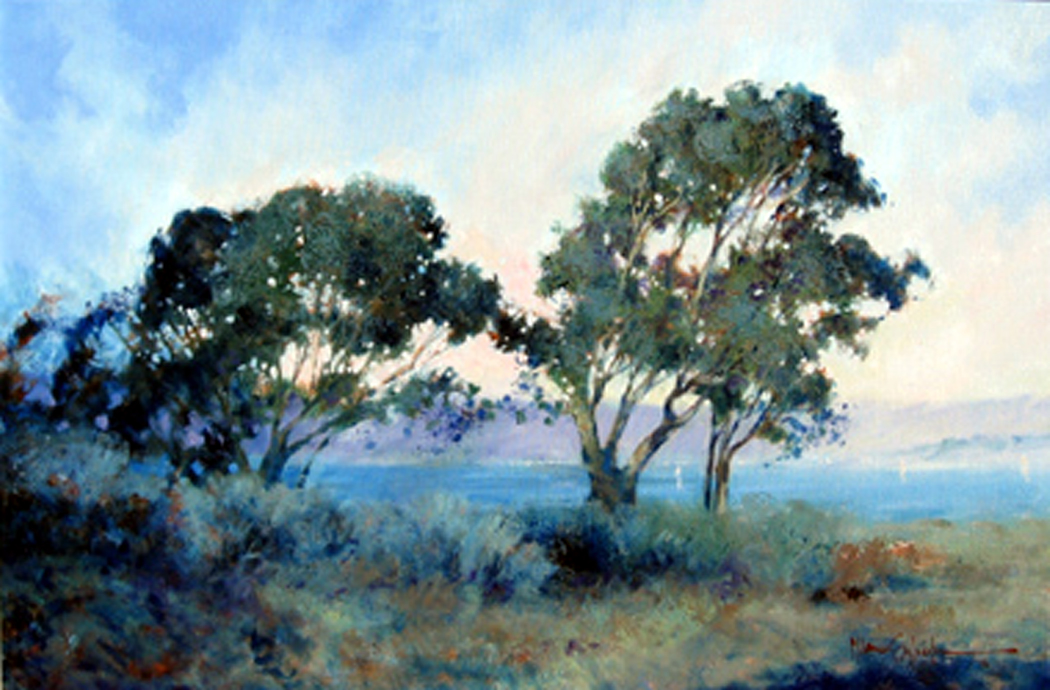 Bayside Eucalyptus
